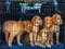 Image for 10 Best 42 Inches Dog Crates in India To Keep Your Pet Safe and Comfortable in India in 2024