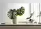 Image for 10 refreshing Indoor Plants to keep your home cool and vibrant
