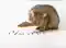 Image for Top Cat Food under 1000 - Affordable choices for your feline friend