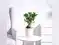 Image for Best bonsai plants in India that add a touch of greenery to your space