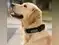Image for Best Dog Collars That Combine Comfort, Strength, and Safety