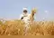 Wheat sown in 30.86 mn hectares so far; climate resilient seeds planted in over 60 per cent area:Image