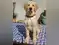 Image for 10 Best Dog Collars in India that will Make your Pup the Star of the Park