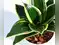 Image for Best Golden Hahnii Snake Plants in India to Beautify Your Living Space