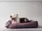 Image for 11 best-selling large dog beds for big dogs starting at just Rs.400