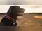 Image for Top 12 dog collars for every breed and size under Rs.999