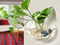 8 Fish Bowls in India starting from just Rs.250 for the aquatic elegance in your home