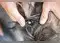 Image for Best Tick Shampoos for Dogs in India for Tick-Free Coat (2024)