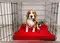 Image for Best Dog Crates in India: Safe Space for Your Puppy (2024)