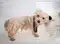 Image for 8 Best Dog Shampoos for a Perfect Bath this Summer (2023)
