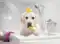 Image for Top 10 antifungal shampoos for dogs starting under Rs.600