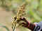 Google Arts & Culture and India's Ministry of Agriculture launch digital exhibit on millets:Image