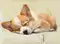 Image for Best Dog Beds under 1000 in India to Keep your Puppy Happy (2024)