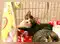 Image for Best Crate for Cats Your Snugglepuss to Have Some Privacy