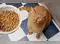 Image for Irresistible and Best Cat Food That Pampers, Nourishes and Satisfy Your Feline's Every Craving
