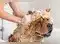 Image for Best Shampoos for Dogs: Top Picks for a Clean, Healthy, and Shiny Coat