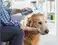 Image for Best Dog Brushes in India for Clean and Shiny Coat (2024)