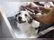 Image for 9 Best Tick Shampoos for Dogs - Say Goodbye to Ticks and Fleas!