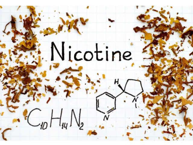 damping off tobacco Tobacco Damping Off Disease Thailand Stock Photo 2138622807
