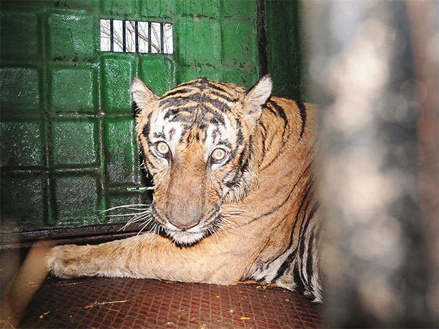 82 Incidents Of Tiger Attacking Human In Last Three Years The