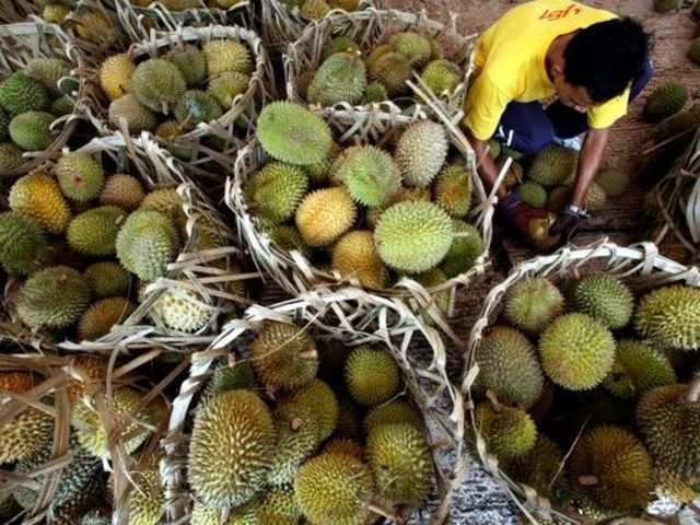 Asia S Love Of Stinky Durian Could Help Power Tuk Tuks And Phones The Economic Times