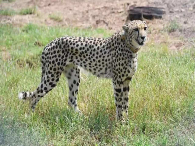 Eight cheetahs