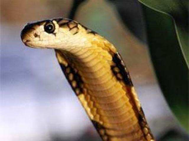 King Cobras Fall Into Pit Female Swallows Mate The Economic Times