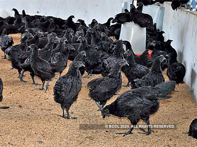 black chicken: Bone of contention: Madhya Pradesh, Chhattisgarh at war over  chicken breed Kadaknath - The Economic Times