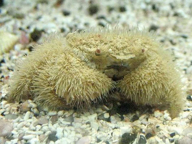 Fluffy crab species: Scientists find new “Fluffy” crab species in