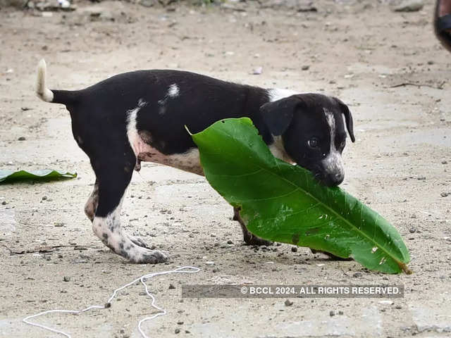 Hot Dog in Bengaluru, Karnataka  Get Latest Price from Suppliers