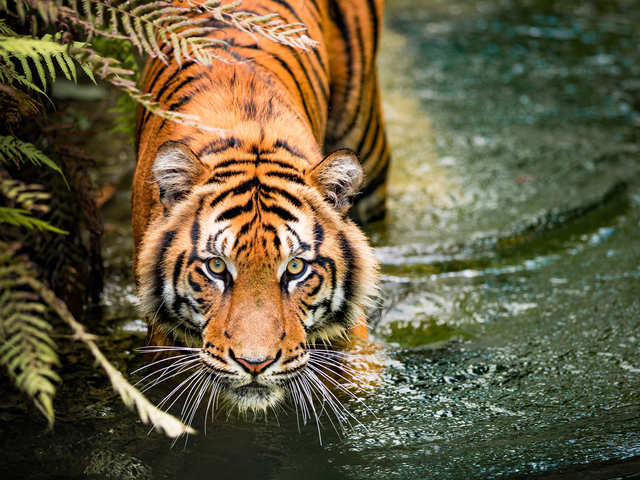 Wild tiger numbers trending upward, Magazine Articles