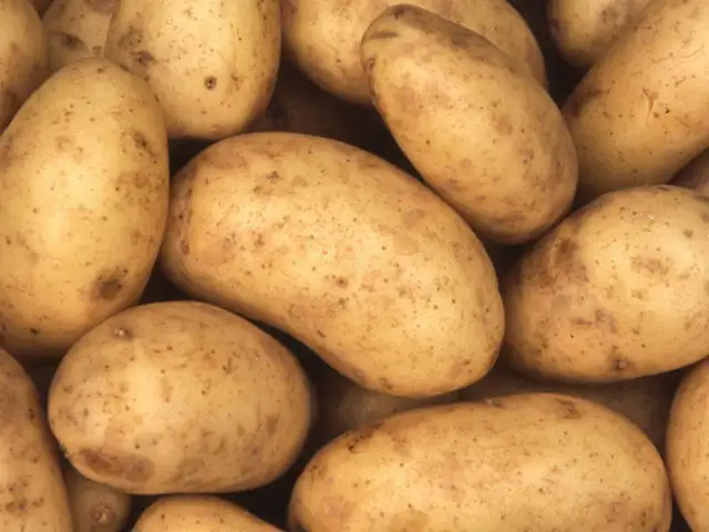 Potato Potato To Shed Price Flab In Next Ten Days The Economic Times Doaba has 93% of the state's sown area of the crop. potato to shed price flab in next ten