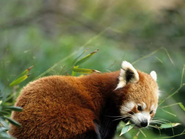 Longleat Safari Park’s endangered twin red panda babies die of