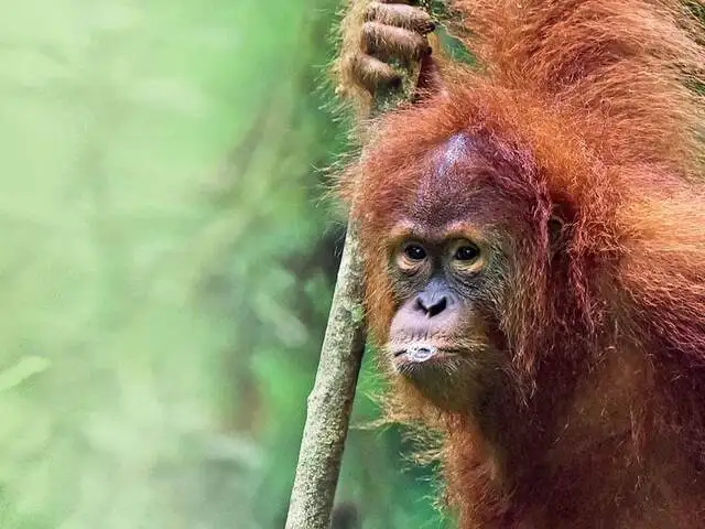 Red Haired Person Of The Forest Running Out Of Space The