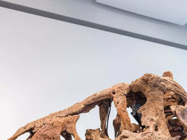 T-rex skull to fetch $20 million in auction!
