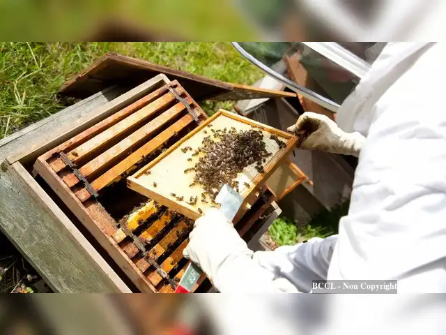 Beekeeping Mishaps
