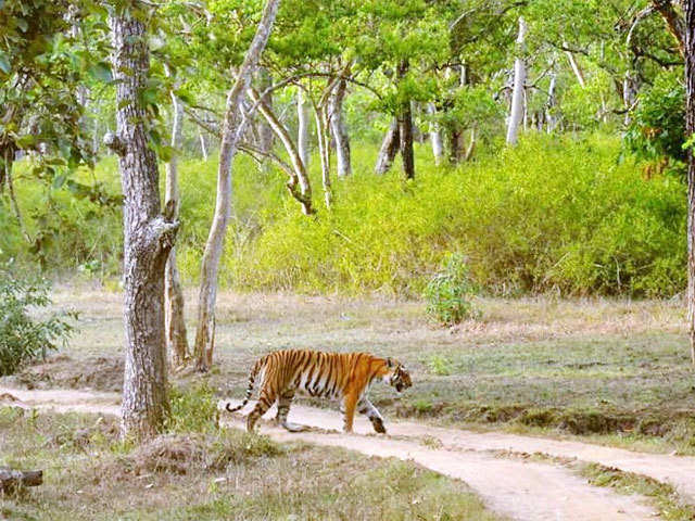 Image result for navegaon national park