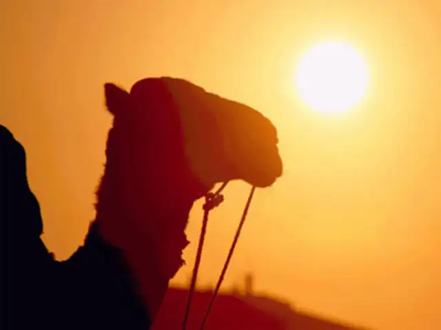 Flavoured Camel Milk To Hit Retail Stores Soon Expert Group Working On Setting Guidelines The Economic Times Camel milk chocolate and camel milk ice cream.