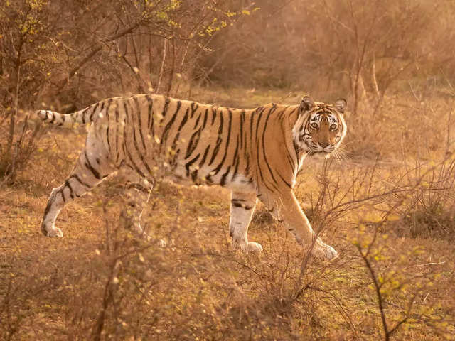 ​Sariska Tiger Reserve