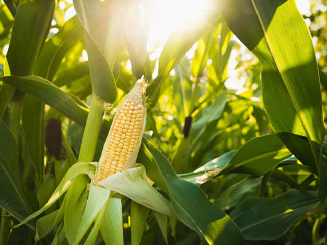 corn-weathers-climate-swings-and-trade-war.jpg