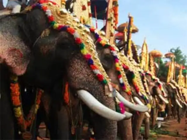 Elephant trips in goa - Xalam.blog
