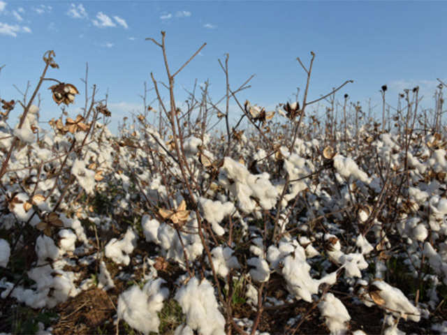 cotton production in india