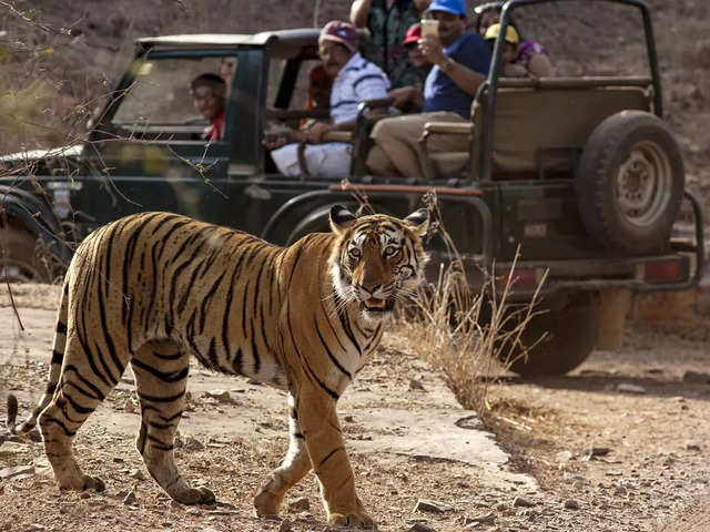 ​Ranthambore Tiger Reserve