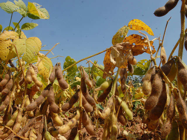 Oilseeds crop production likely to be affected seriously: Solvent  Extractor's Association of India - The Economic Times