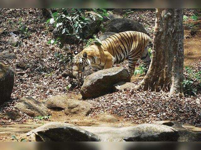 Siberian Tigers Have Human Like Qualities, Study Finds