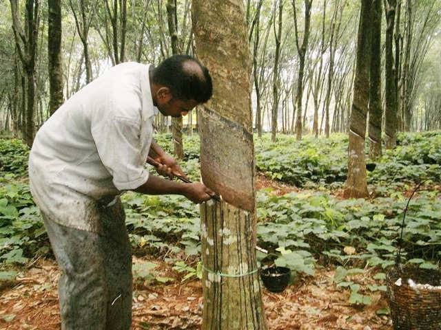 rubber cultivation in india