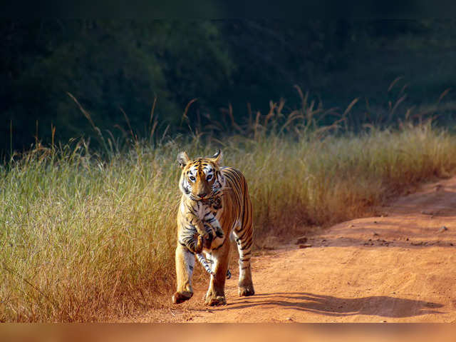 Tiger, tadoba andhari tiger reserve, chandrapur, Maharashtra, India, Asia  Stock Photo - Alamy