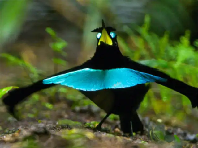 極楽鳥/Birds of Paradise All about Vogelkop Superb Bird-of-Paradise, the new species in the