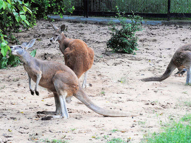Kolkata Zoo authorities decide against keeping kangaroos - The Economic  Times