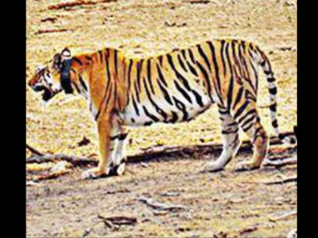 tiger attack: Woman fights off tiger, saves toddler son from its jaws - The  Economic Times